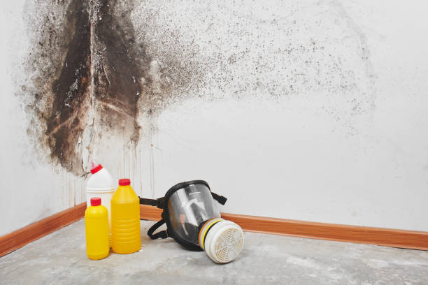 Best Toxic Mold Removal  in Highpoint, OH