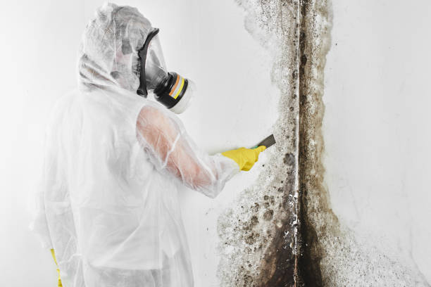 Best Mold Testing and Removal  in Highpoint, OH