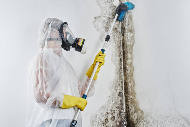 Best Toxic Mold Removal  in Highpoint, OH