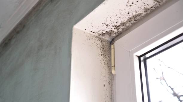 Mold Removal and Inspection in Highpoint, OH
