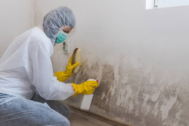Best Certified Mold Removal  in Highpoint, OH