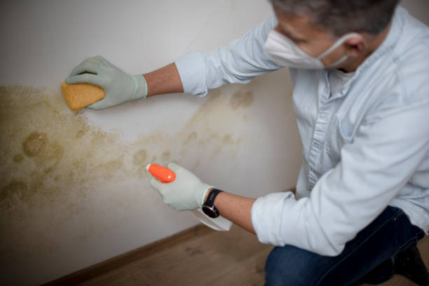 Best Mold Removal Company Near Me  in Highpoint, OH