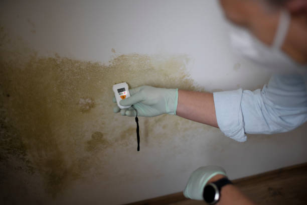 Best Home Mold Removal  in Highpoint, OH
