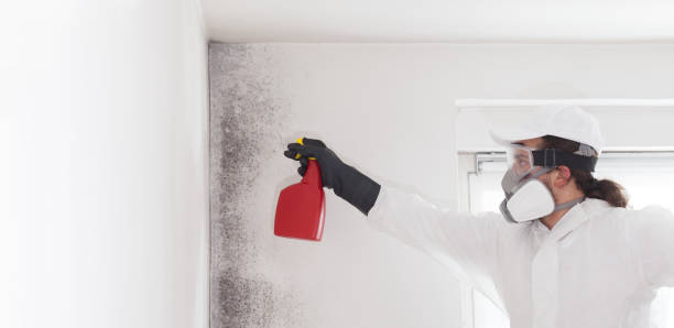Certified Mold Removal in Highpoint, OH