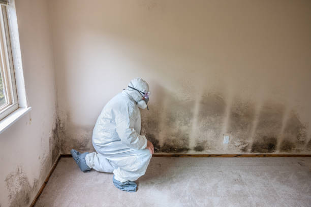 Best Certified Mold Removal  in Highpoint, OH