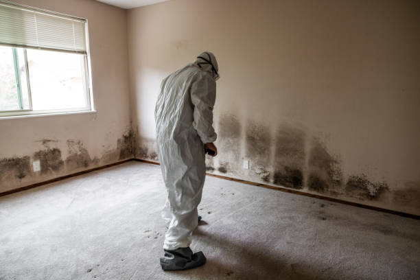 Office Mold Removal Services in Highpoint, OH