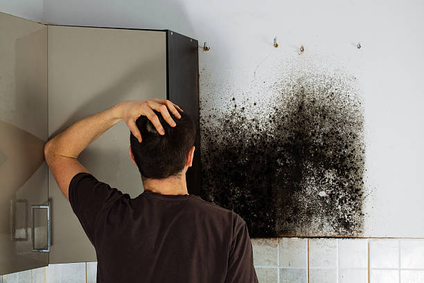 Best Mold Inspection  in Highpoint, OH