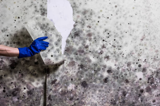 Best Office Mold Removal Services  in Highpoint, OH