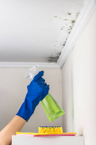 Best Water Damage Restoration  in Highpoint, OH